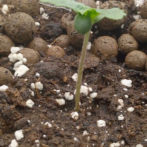 Verbotene Kirsche  growlog timeline photo