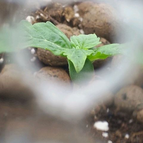 Verbotene Kirsche  growlog timeline photo