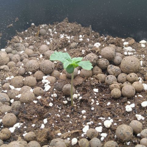 Verbotene Kirsche  growlog timeline photo