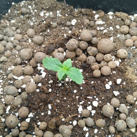 Verbotene Kirsche  growlog timeline photo