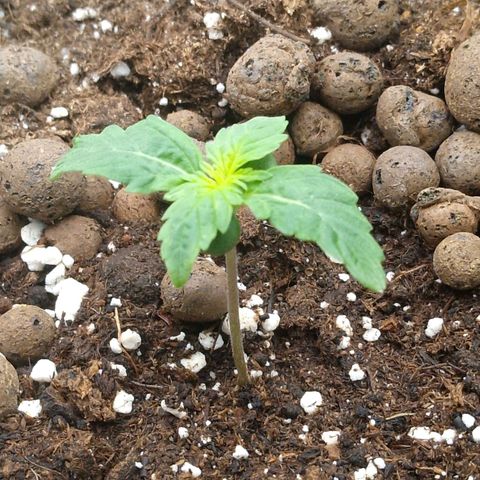 Verbotene Kirsche  growlog timeline photo