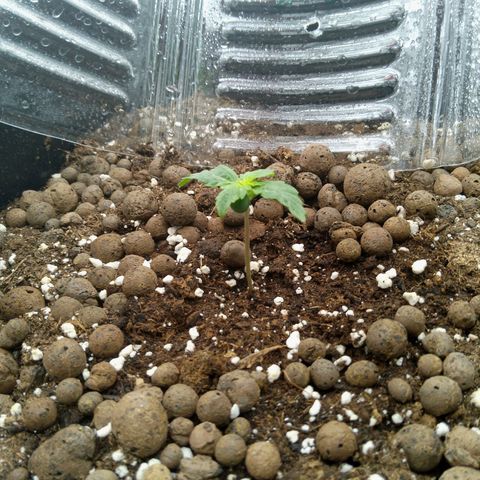 Verbotene Kirsche  growlog timeline photo