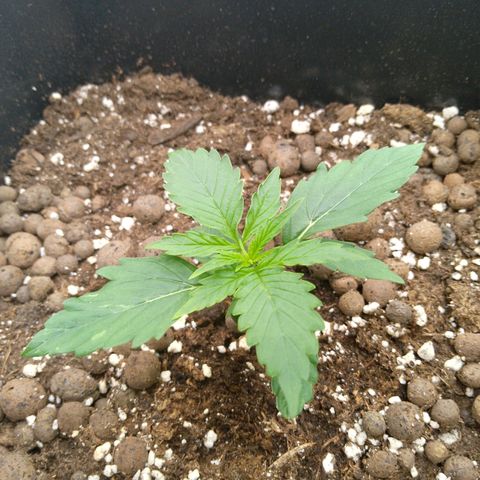 Verbotene Kirsche  growlog timeline photo