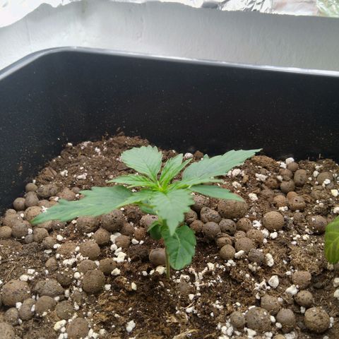 Verbotene Kirsche  growlog timeline photo