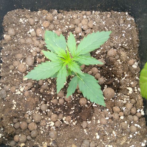 Verbotene Kirsche  growlog timeline photo