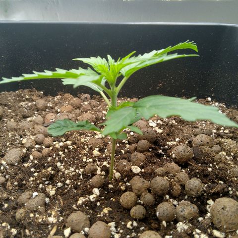 Verbotene Kirsche  growlog timeline photo