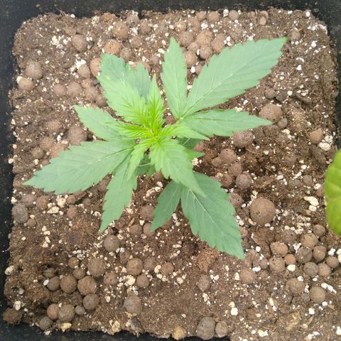 Verbotene Kirsche  growlog timeline photo