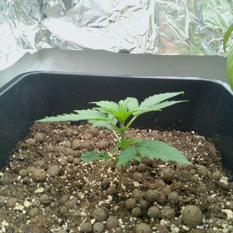 Verbotene Kirsche  growlog timeline photo