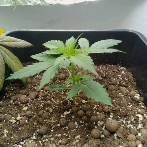 Verbotene Kirsche  growlog timeline photo