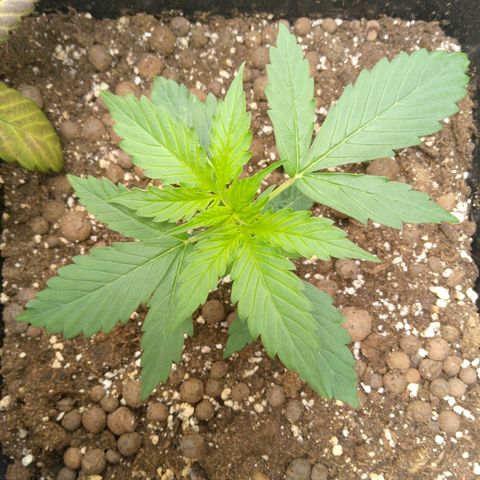 Verbotene Kirsche  growlog timeline photo