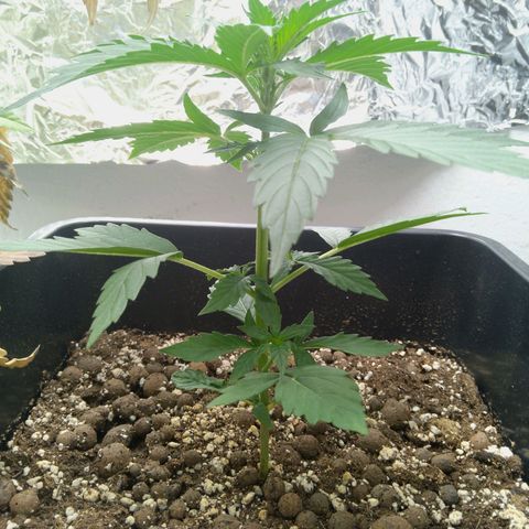 Verbotene Kirsche  growlog timeline photo
