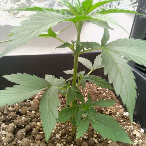 Verbotene Kirsche  growlog timeline photo