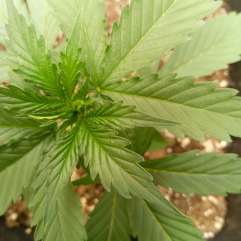 Verbotene Kirsche  growlog timeline photo