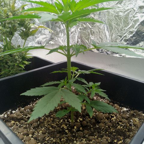 Verbotene Kirsche  growlog timeline photo