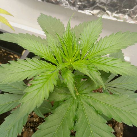 Verbotene Kirsche  growlog timeline photo