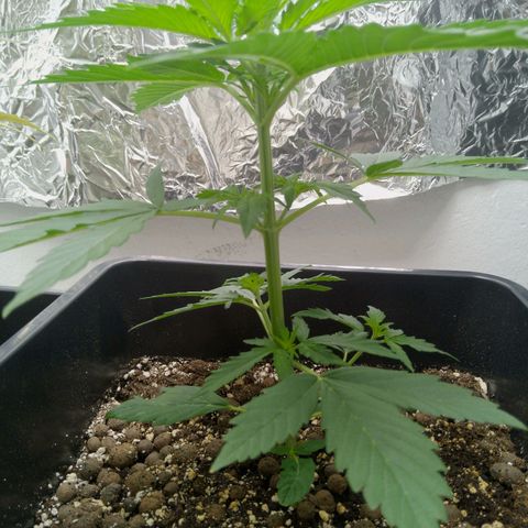 Verbotene Kirsche  growlog timeline photo