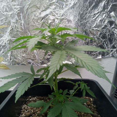 Verbotene Kirsche  growlog timeline photo