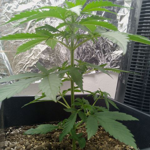 Verbotene Kirsche  growlog timeline photo