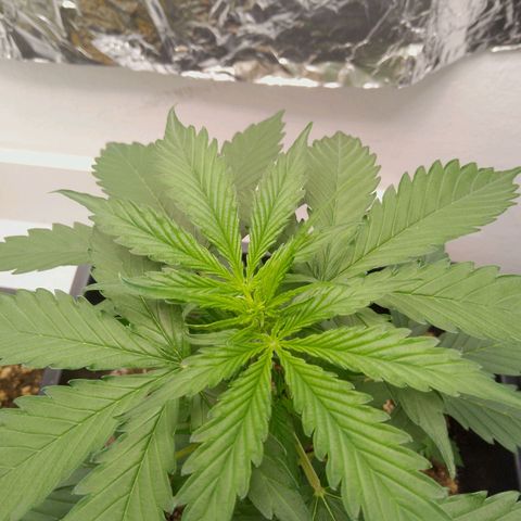 Verbotene Kirsche  growlog timeline photo