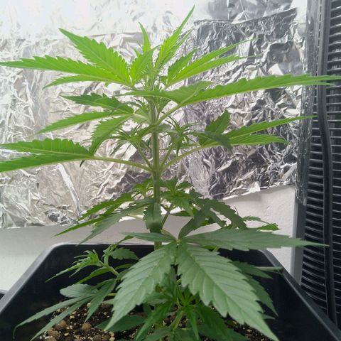 Verbotene Kirsche  growlog timeline photo