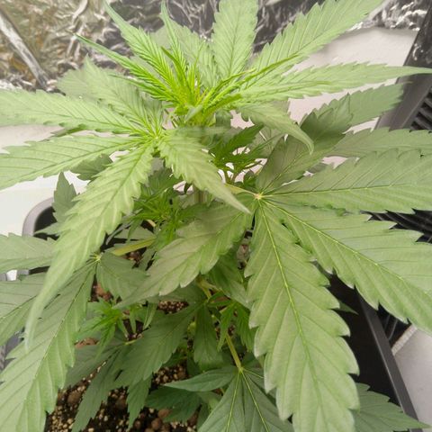 Verbotene Kirsche  growlog timeline photo