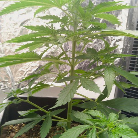 Verbotene Kirsche  growlog timeline photo