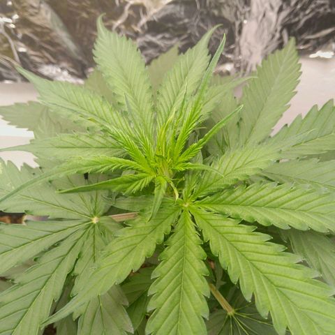 Verbotene Kirsche  growlog timeline photo