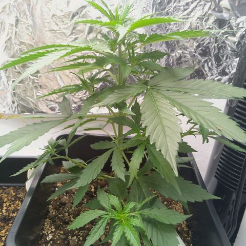 Verbotene Kirsche  growlog timeline photo