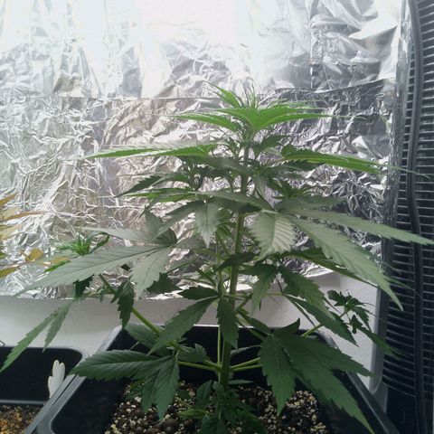 Verbotene Kirsche  growlog timeline photo