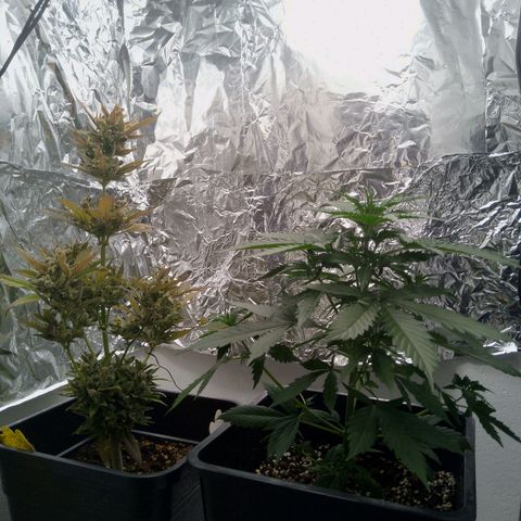 Verbotene Kirsche  growlog timeline photo
