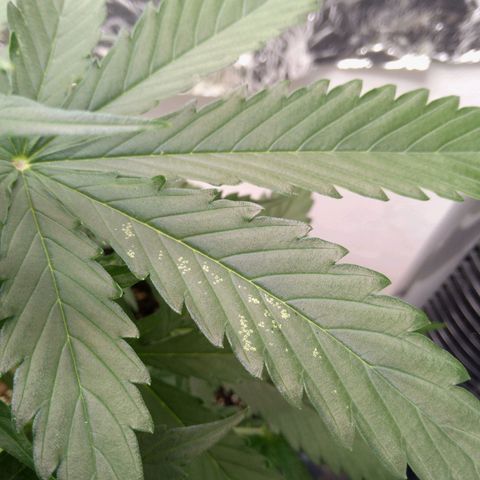 Verbotene Kirsche  growlog timeline photo