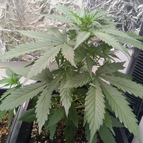 Verbotene Kirsche  growlog timeline photo