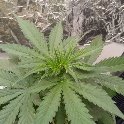Verbotene Kirsche  growlog timeline photo