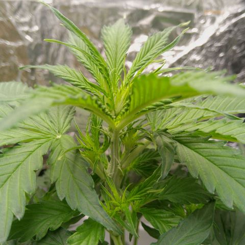 Verbotene Kirsche  growlog timeline photo