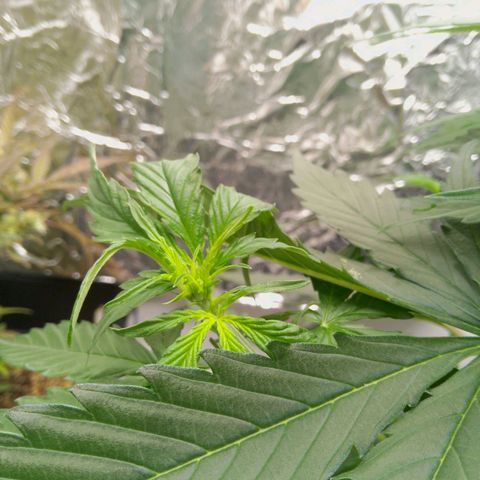 Verbotene Kirsche  growlog timeline photo