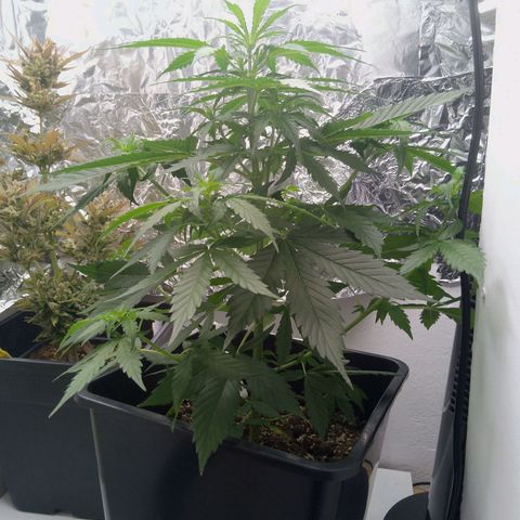Verbotene Kirsche  growlog timeline photo