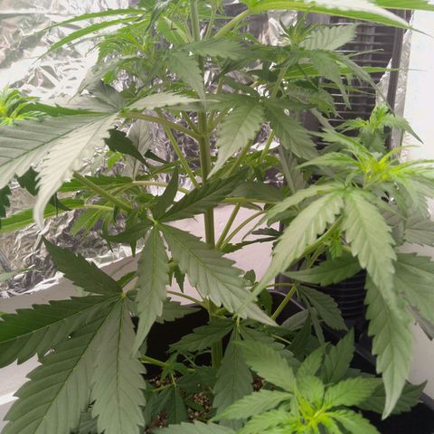 Verbotene Kirsche  growlog timeline photo