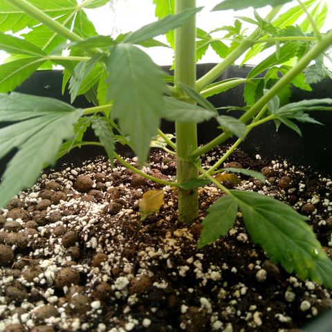 Verbotene Kirsche  growlog timeline photo