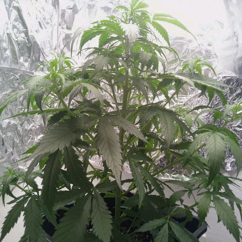 Verbotene Kirsche  growlog timeline photo