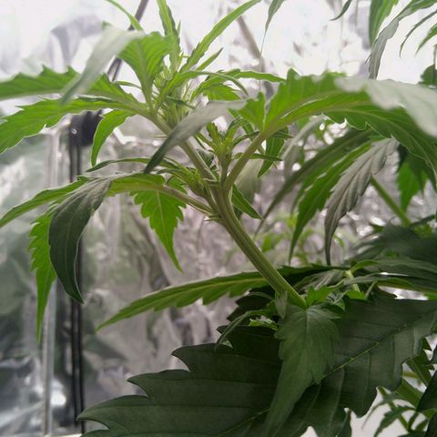 Verbotene Kirsche  growlog timeline photo