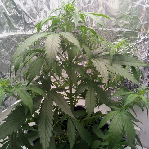 Verbotene Kirsche  growlog timeline photo
