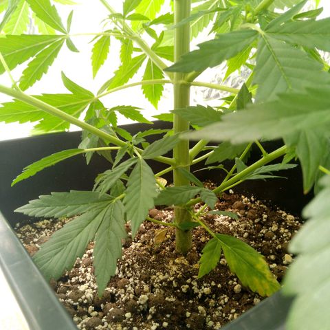 Verbotene Kirsche  growlog timeline photo