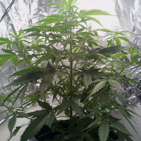 Verbotene Kirsche  growlog timeline photo