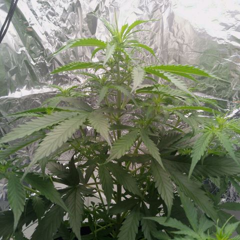 Verbotene Kirsche  growlog timeline photo