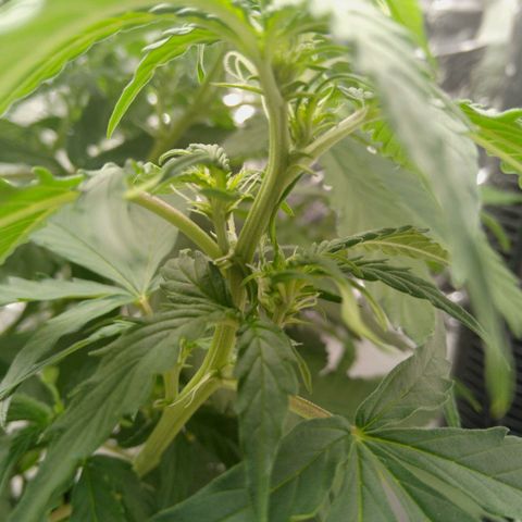 Verbotene Kirsche  growlog timeline photo