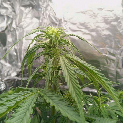 Verbotene Kirsche  growlog timeline photo