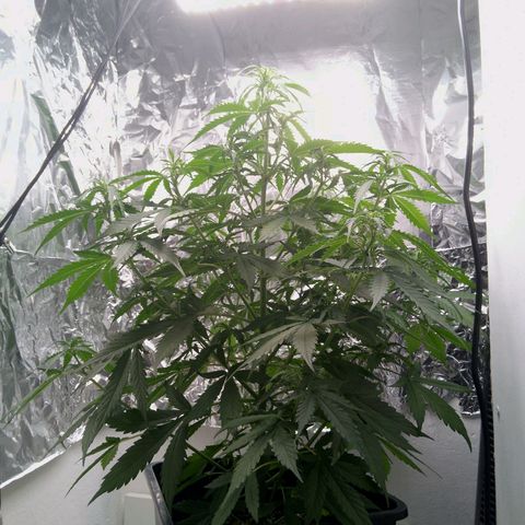 Verbotene Kirsche  growlog timeline photo