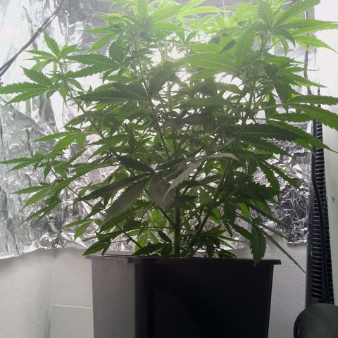 Verbotene Kirsche  growlog timeline photo