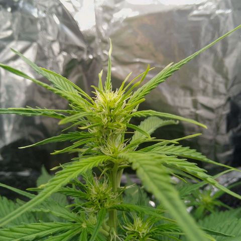 Verbotene Kirsche  growlog timeline photo