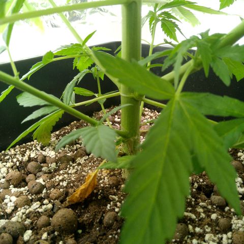 Verbotene Kirsche  growlog timeline photo